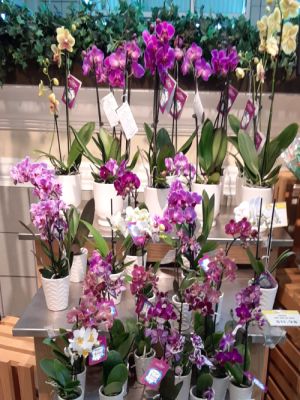 orchids